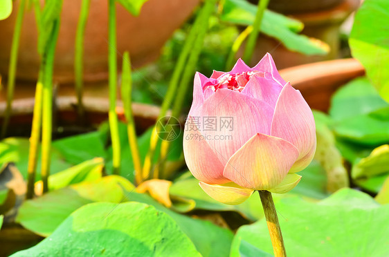 闪亮的莲花百合生物学花瓣软垫植物莲花状异国叶子核桃属情调图片