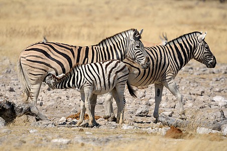 Zebra 叶牙吸食 纳米比亚Etosha图片