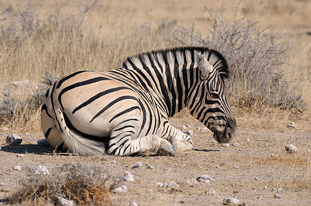 斑马躺下 以托沙 纳米比亚图片