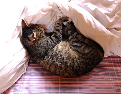 猫睡在床上图片