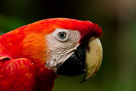 斯嘉丽马考情调热带丛林异国黑色鹦鹉濒危宠物眼睛动物图片