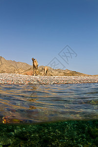 红海骆驼图片