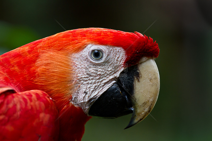 斯嘉丽马考异国鸟舍野生动物动物宠物栖息雨林荒野鸟类翅膀图片