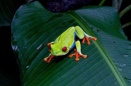 红眼树青蛙动物捕食者老虎荒野野生动物动物群红眼睛热带两栖丛林图片