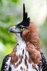 Ornate 鹰鹰展露图片