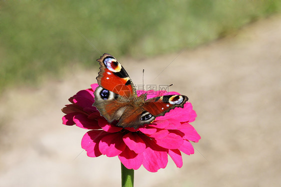 欧洲孔雀蝴蝶翅膀植物群动物群昆虫绿色宏观动物图片