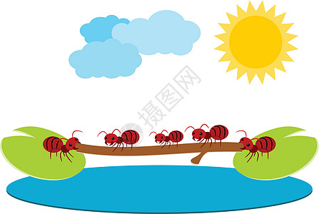 红蚁团队合作说明昆虫工作白色红色插图团体图片