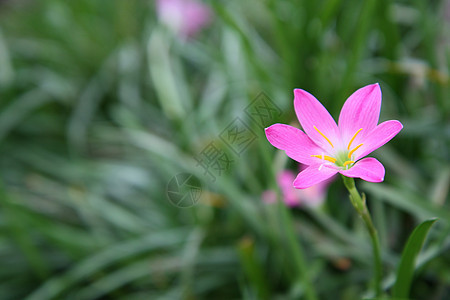 Lily(美丽的)花朵图片