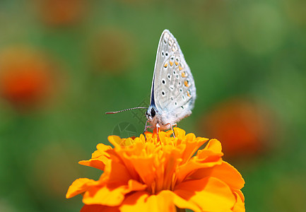 普通蓝蝴蝶花园草地绿色动物群昆虫蓝色动物橙子翅膀生活图片