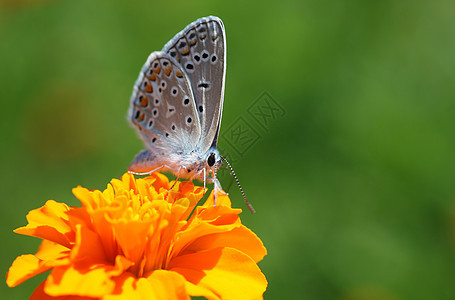 花朵上的蝴蝶宏观花园动物群草地蓝色绿色翅膀昆虫动物生活图片
