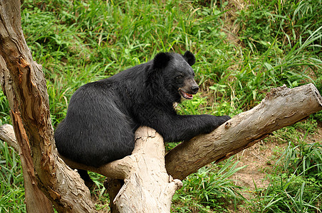 亚非黑熊危险杂食性月亮外套耳朵情调花园食肉野生动物爪子图片