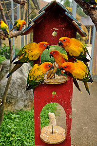 太阳时期天空异国鹦鹉荒野热带橙子波峰野生动物夫妻团体图片
