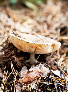 秋林的青蛙蘑菇图片