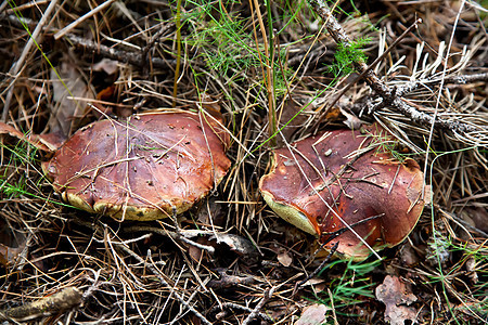 秋林中一对棕色树帽花草蘑菇图片