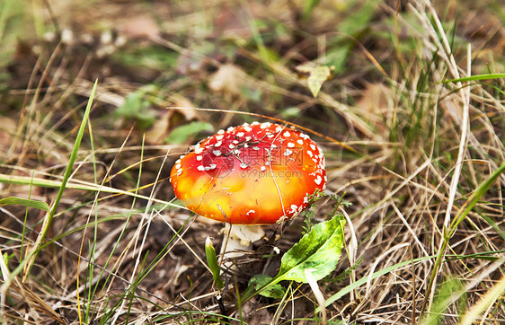 秋林中的小红苍蝇喷雾蘑菇图片