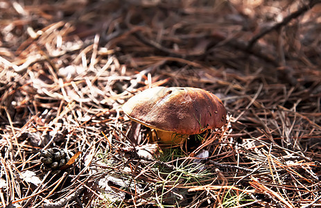 秋林中小的Xerocomus蘑菇图片