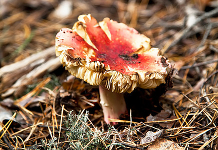 秋林的红塔凳蘑菇图片