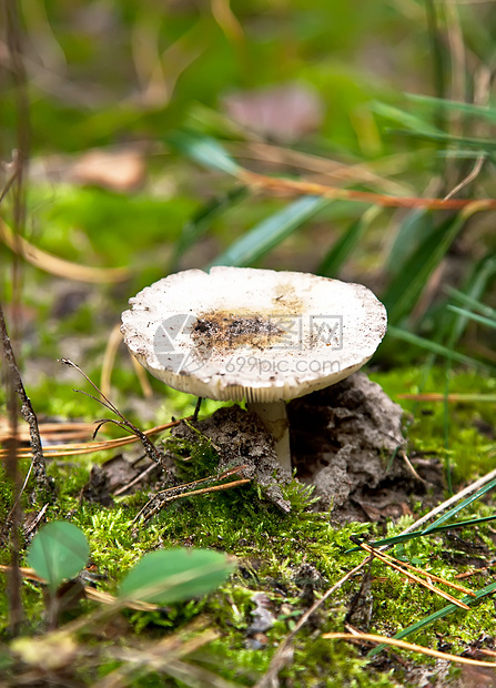 Russule 蘑菇图片