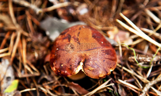 秋林的Xerocomus蘑菇图片