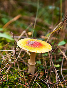 秋林中的黄苍蝇季节草地叶子生物食物苔藓阴影宏观植物生长图片