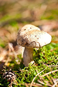 以绿苔为食材的秋天可食蘑菇图片
