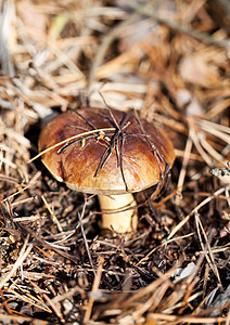 秋林棕帽蘑菇图片