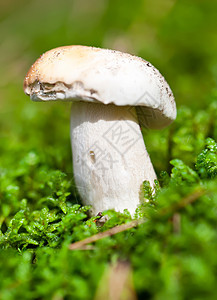 绿苔的可食蘑菇图片