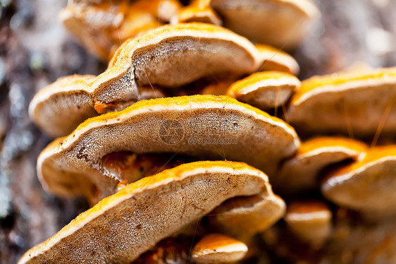 秋天树上橘子蘑菇图片