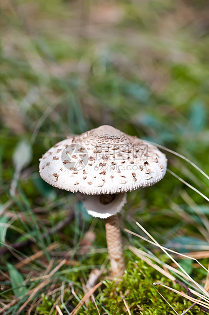 在绿苔草中点出有毒的拖网图片