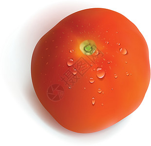 白背景孤立的红番茄插图茶点饮食美食生长生物学园艺蔬菜食物小吃图片