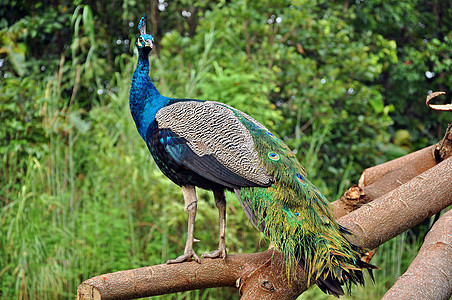 梨鸡男性蓝色尾巴羽毛绿色眼睛荒野动物园野生动物孔雀图片