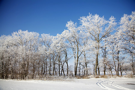 草原上的冬冷冻树木图片