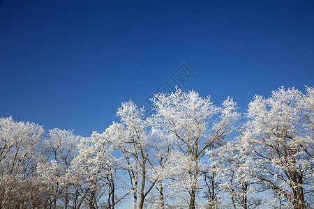 冬季冷冻树木白色季节蓝色风景森林木头场景阳光童话天空图片