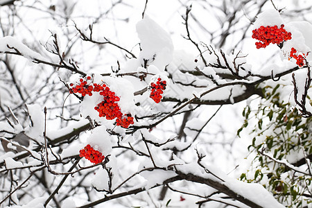 冬季在雪下的红灰莓分枝高清图片