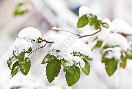 冬季下雪下有叶叶的绿树枝图片