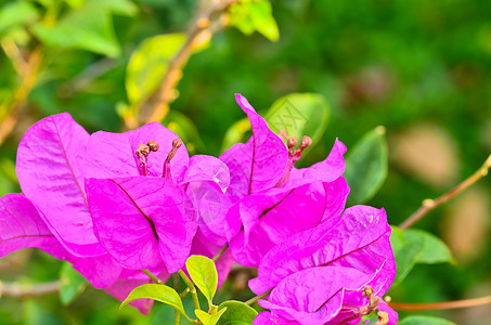 光叶子花三角梅布干维尔面板a植物绿色粉色红色热带树叶太阳晴天植物学光舌背景