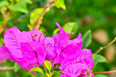 布干维尔面板a植物绿色粉色红色热带树叶太阳晴天植物学光舌背景图片