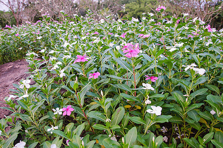 花生长蓝色玫瑰黄色绿色花园天空红色团体植物图片