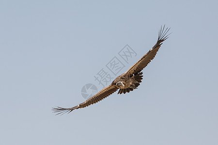 飞行中的秃鹫航班动物清道夫秃鹰野生动物翅膀图片