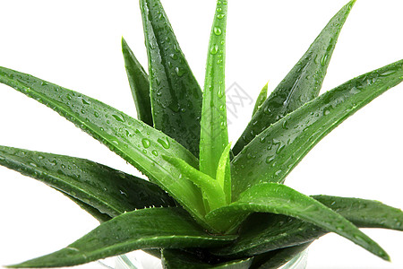 白上隔离的 Aloe vera 植物护理愈合生长芦荟花果汁药品叶子宏观治愈图片