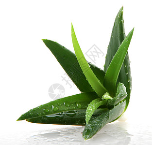 白上隔离的 Aloe vera 植物药品植物学芦荟花叶子果汁愈合宏观护理草本植物沙漠图片