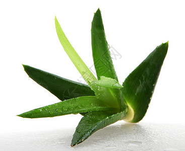 白上隔离的 Aloe vera 植物果汁芦荟花化妆品生长治愈草本植物皮肤叶子药品图片