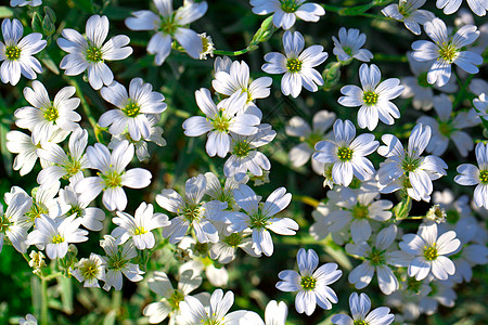 Gypsophila 白色花朵背景图片