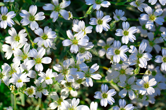 Gypsophila 白色花朵图片