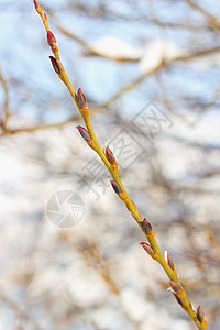 冬季末的新生芽背景图片