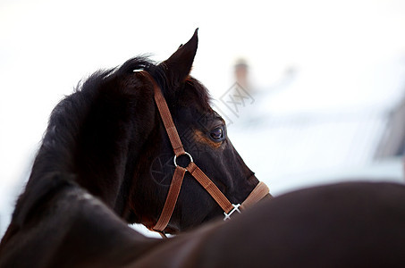 一匹马的肖像棕色鬃毛哺乳动物黑色宠物动物乡村农场骑术运动图片
