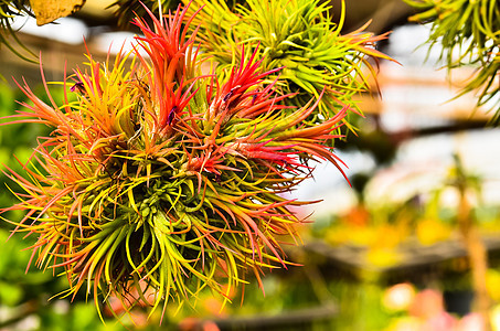 蒂兰德西亚栽培绿色热带植物植物学叶子红色异国情调烘干图片