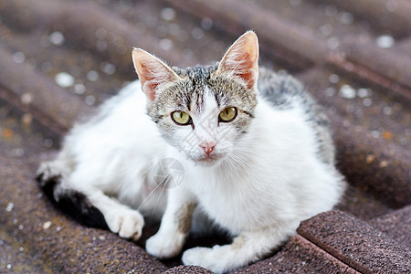 在瓷砖屋顶上紧贴猫的前视角图片