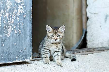 小小小猫咪肖像黑色宠物小猫哺乳动物猫咪猫科婴儿毛皮条纹动物图片