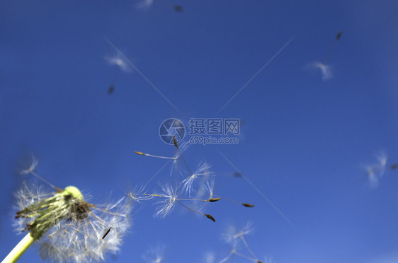 飞行种子植物选择性摄影水平焦点花朵背景天空生物体蓝色图片